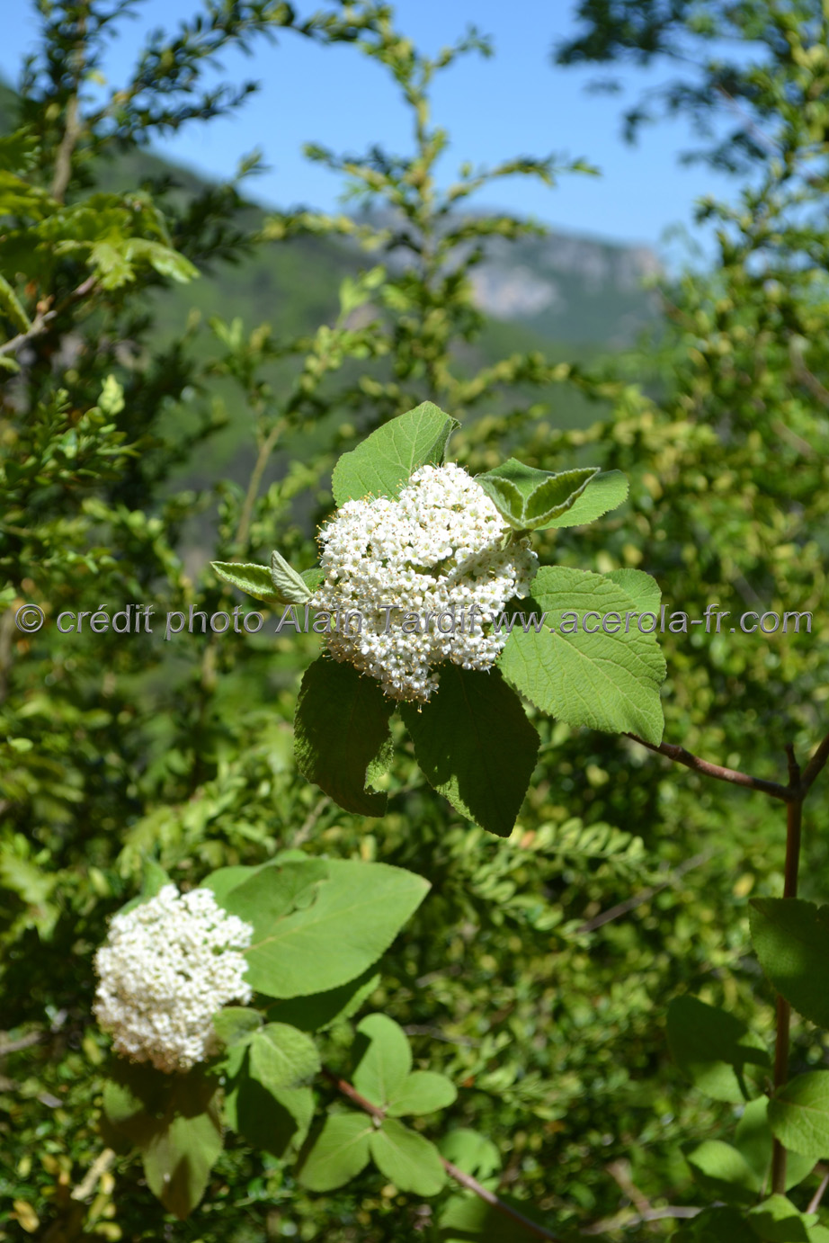 Viburnum Lantana Viburnum lantana
