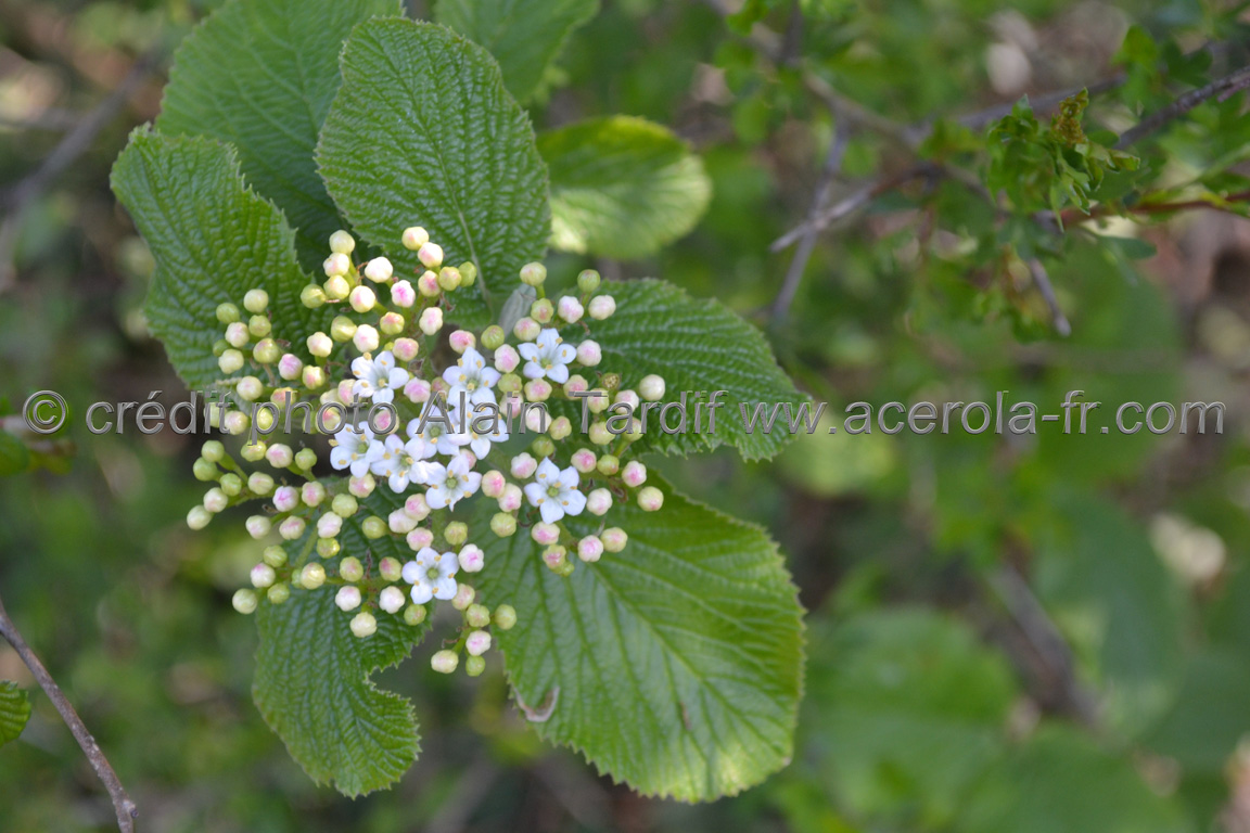 Viburnum lantana 2 Viburnum lantana 2