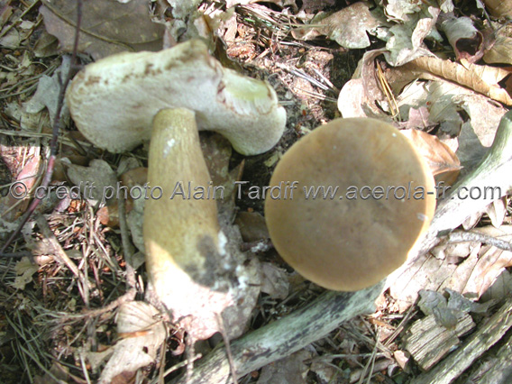 boletus felleus Boletus felleus