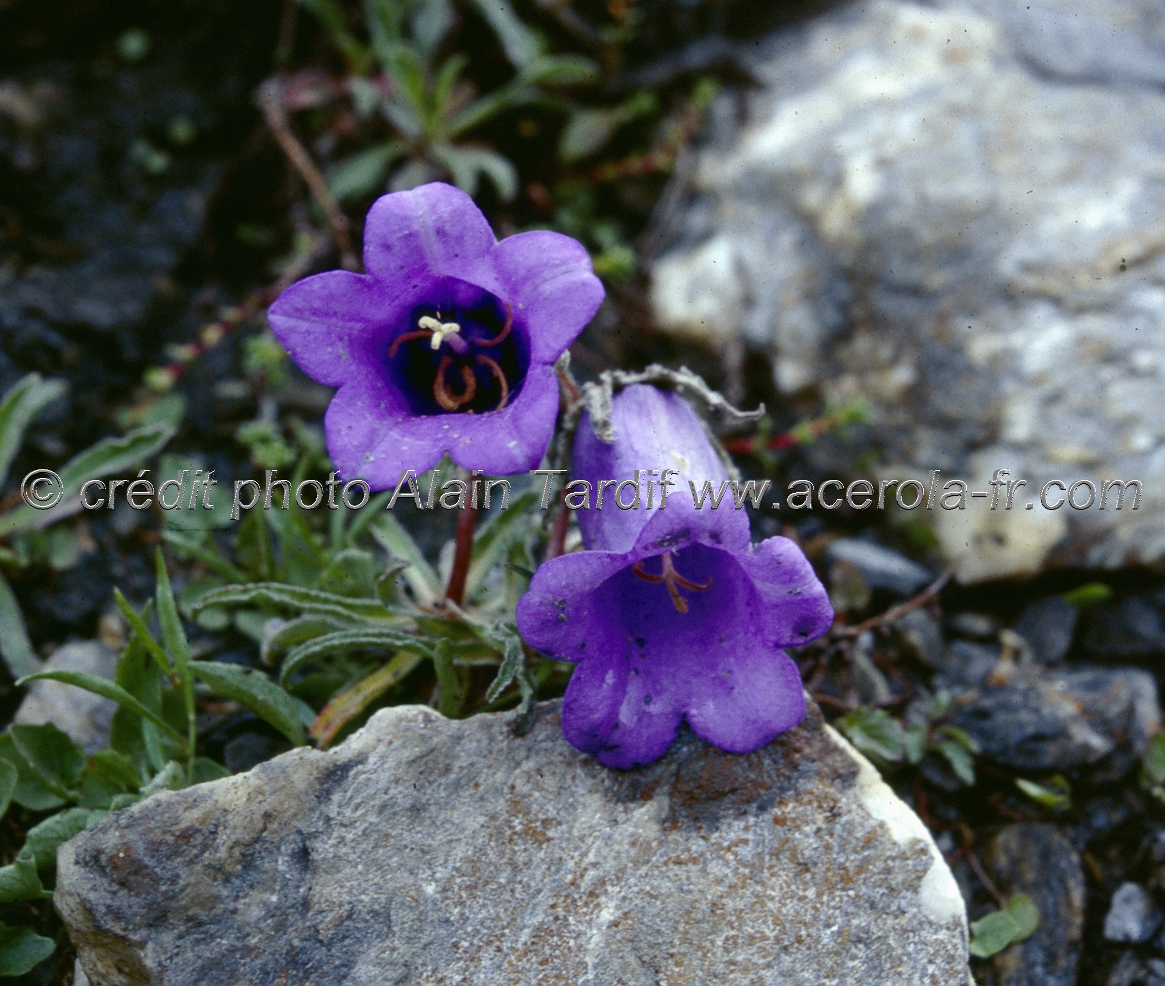 campanula allioni 4 Campanula allionii 4