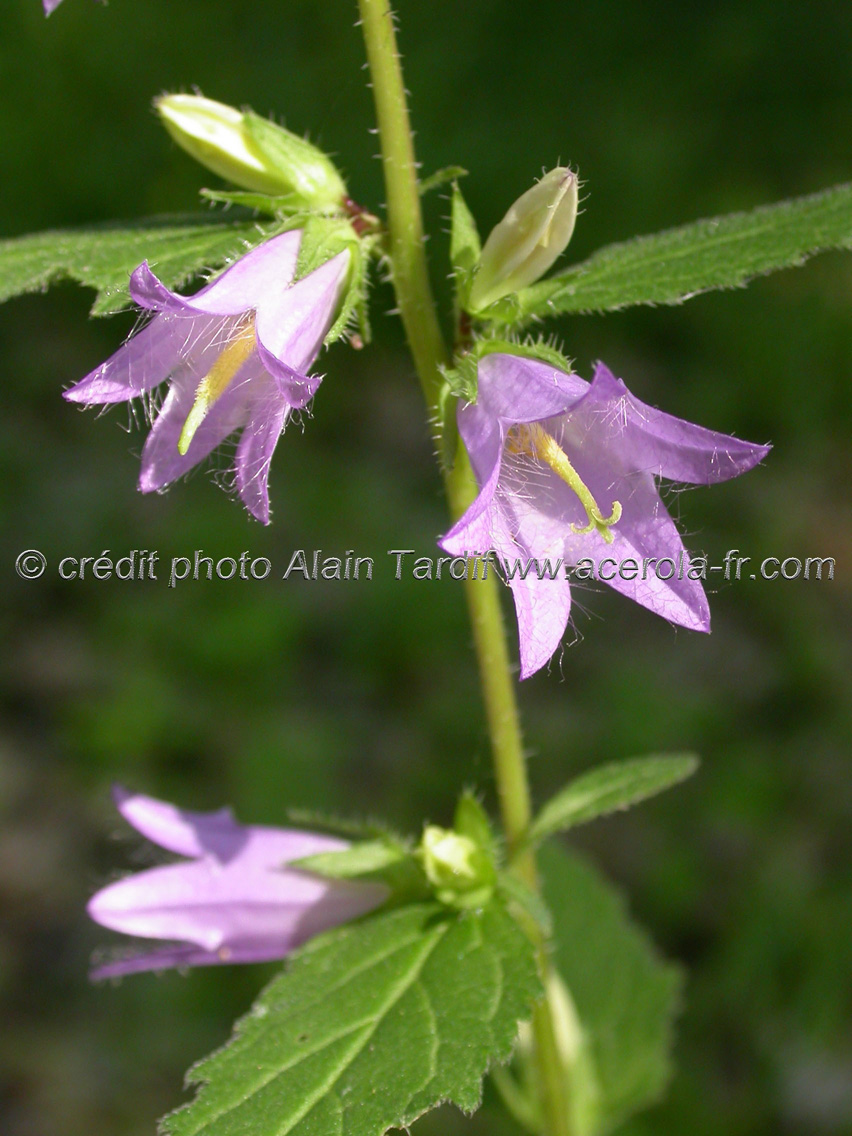 campanula_trachelium Campanula trachelium