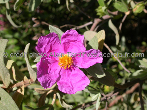 Cistus albidus – ciste cotonneux