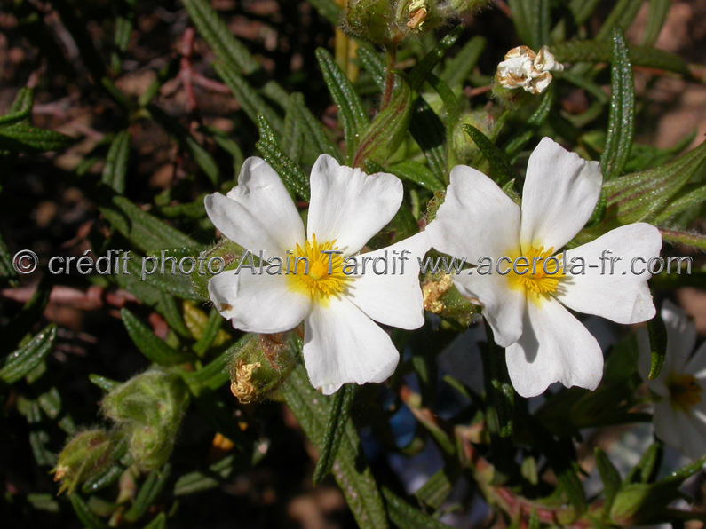 cistus monspelliensis Cistus monspelliensis