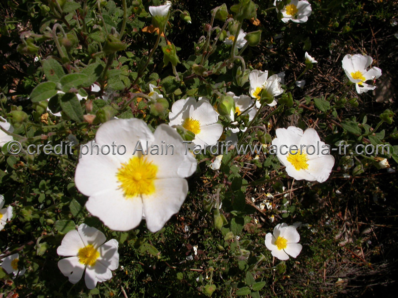 Cistus salviifolius – ciste à feuilles de sauge