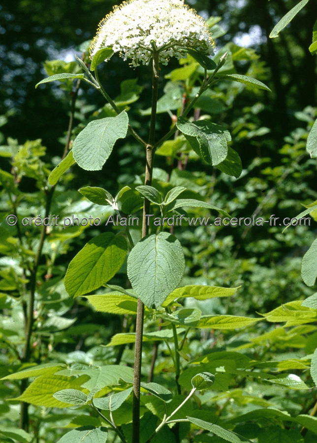 viburnum lantana 3 Viburnum lantana 3