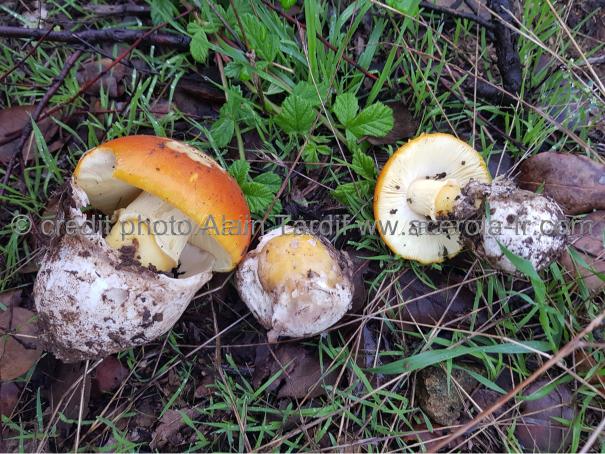 Amanita caesara 3 amanite des césars