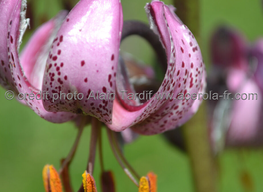 Lilium martagon – lis martagon