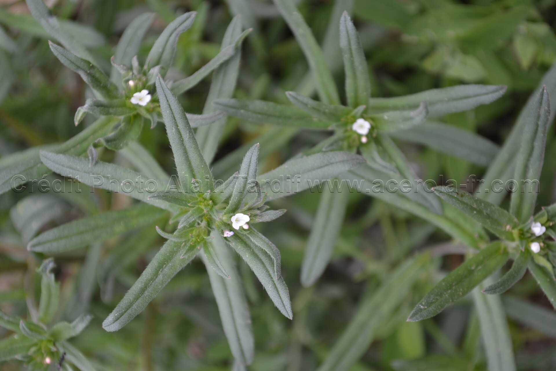 Lithospermum arvense 2 grémil des champs