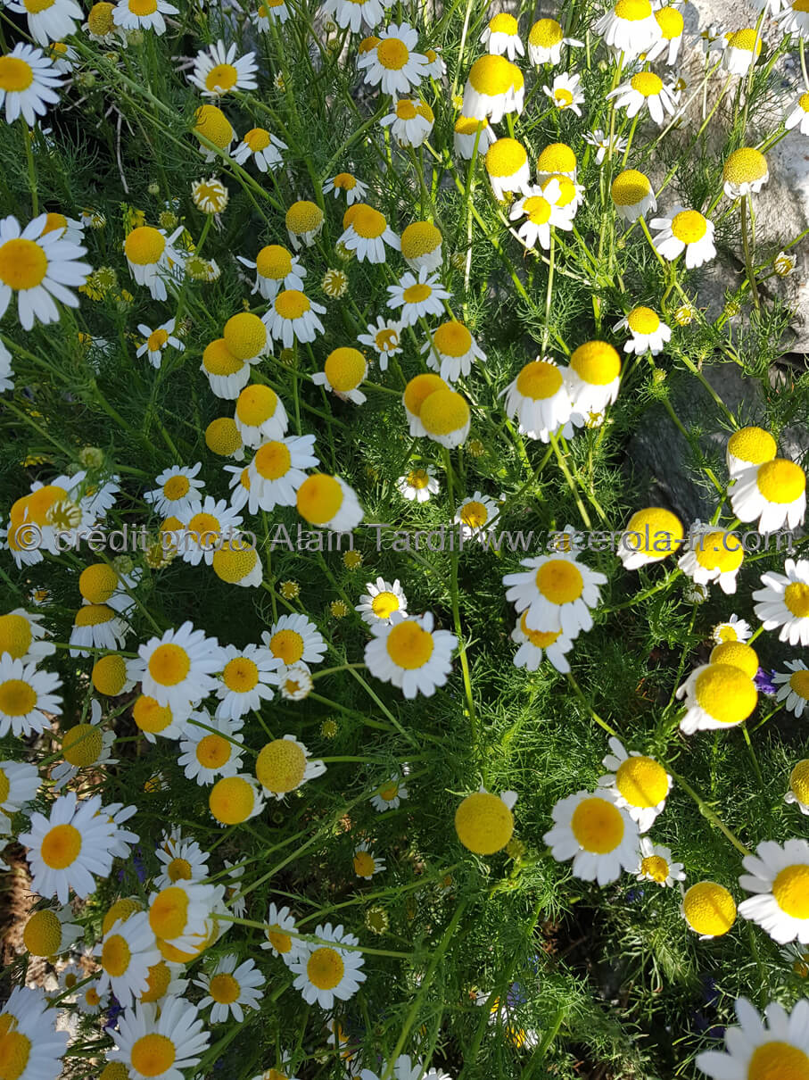 Matricaria chamomilla Matricaria chamomilla