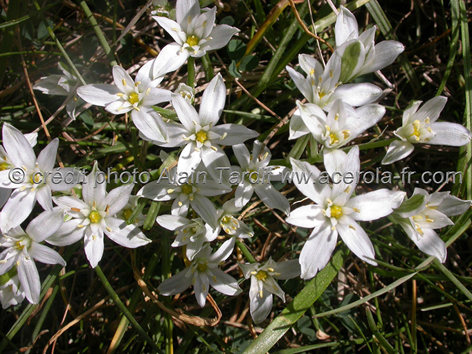 Plantes et élixirs floraux