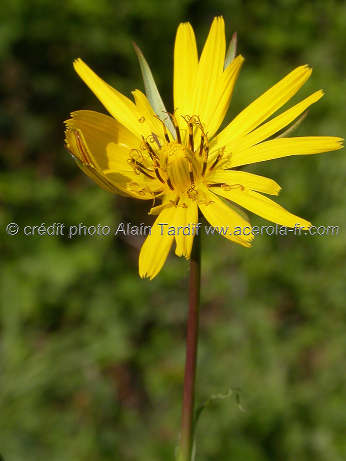 tragopogon pratensis 2 tragopogon pratensis