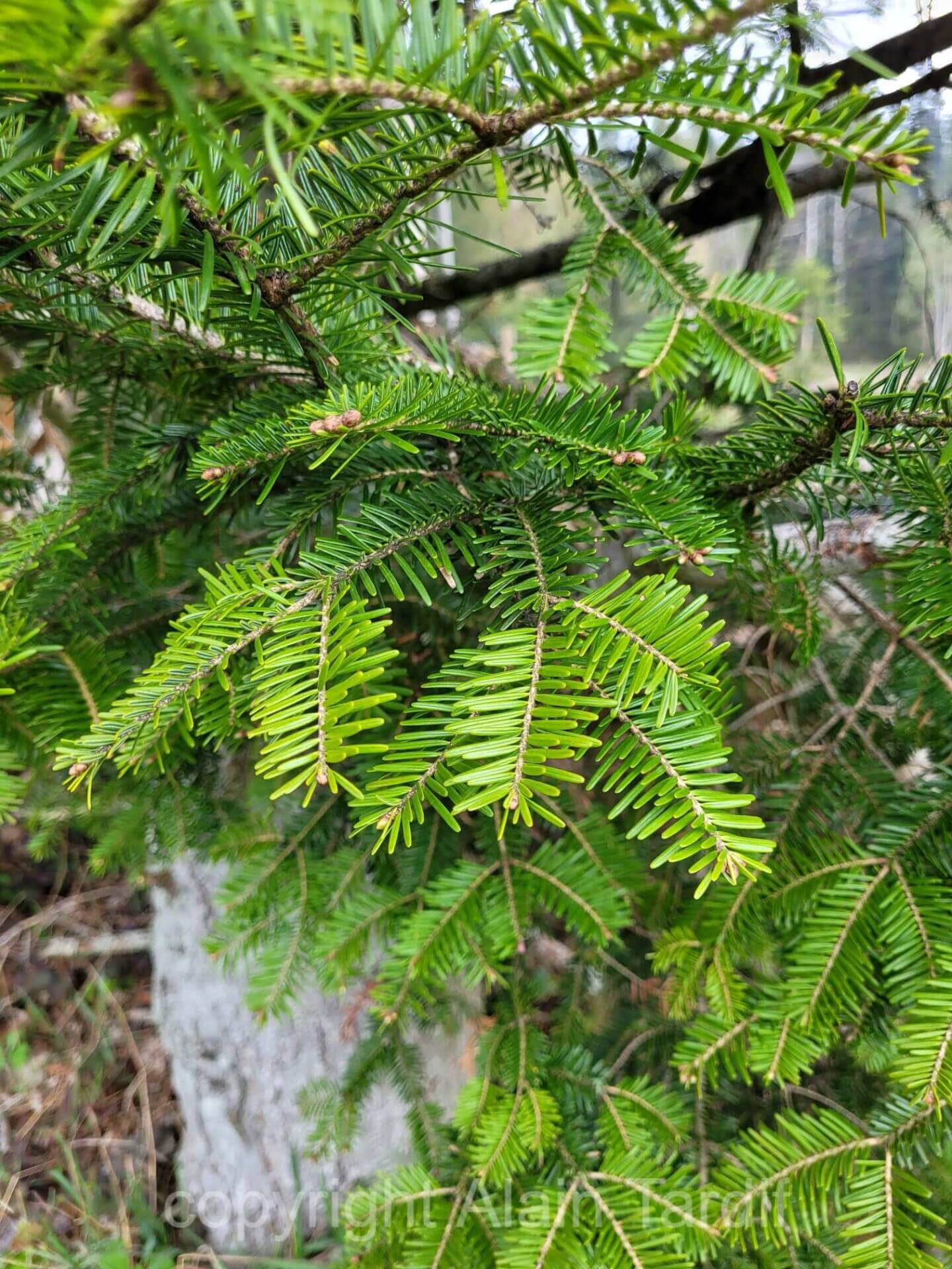 sapin pectiné
