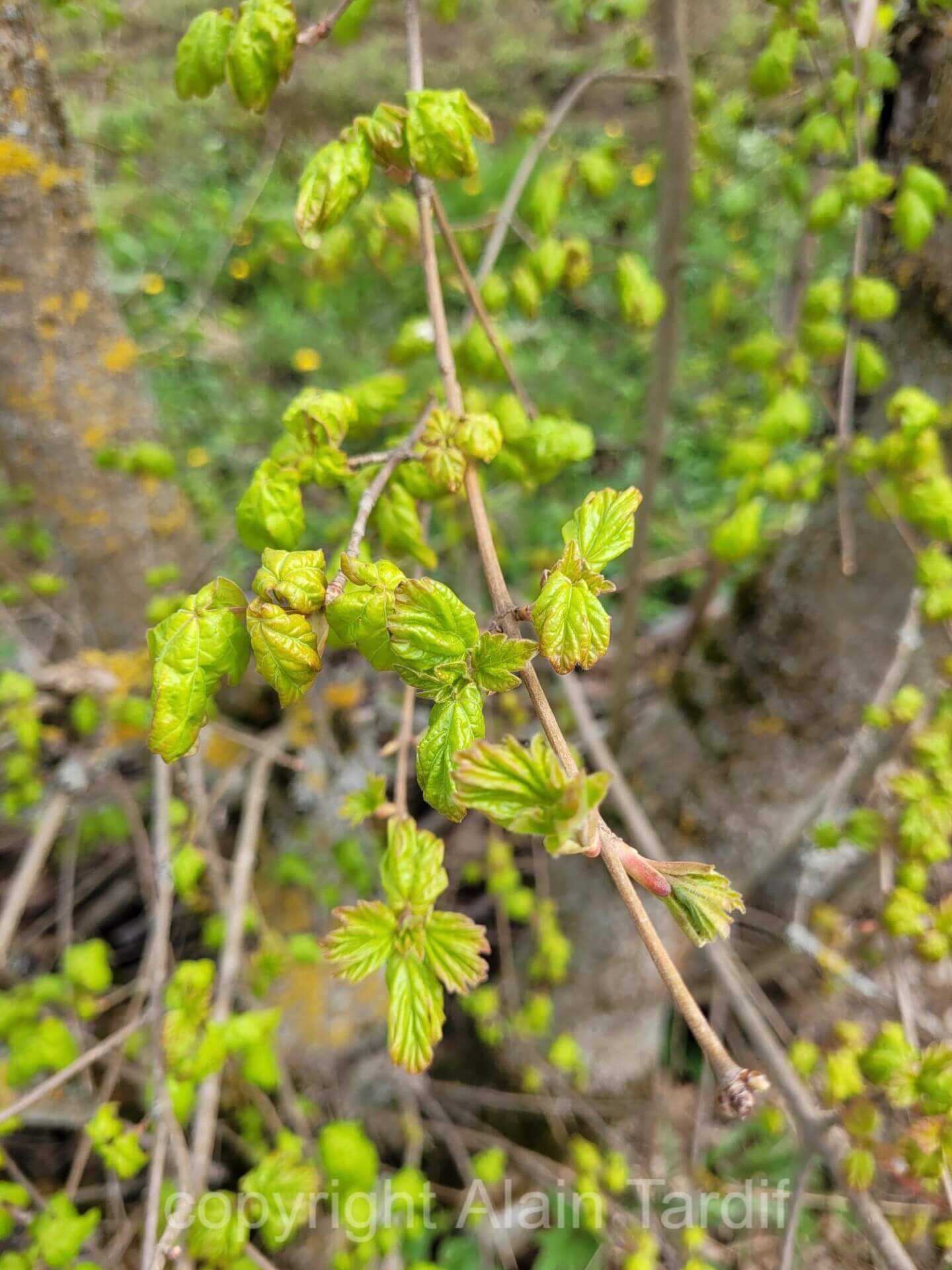 Acer campestre 3 érable champêtre