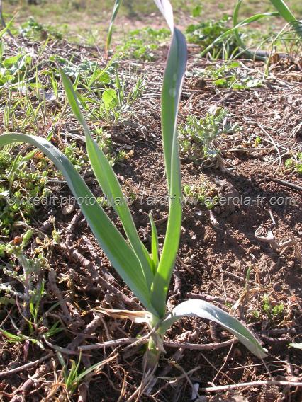 Allium polyanthum – poireau des vignes