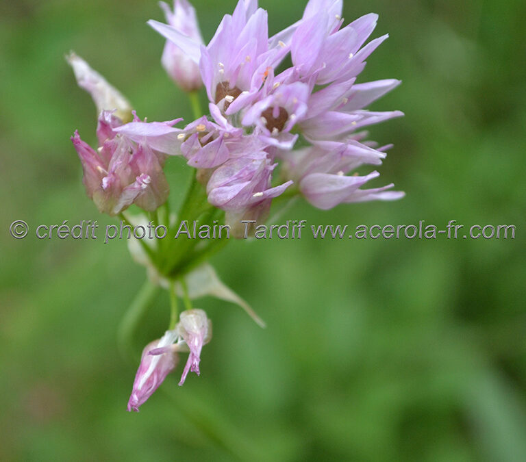 Allium roseum – ail rose