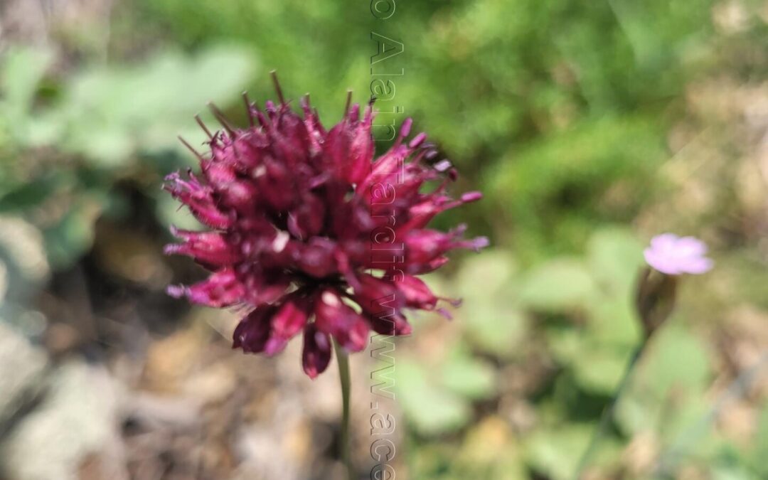 Allium rotundum – ail arrondi