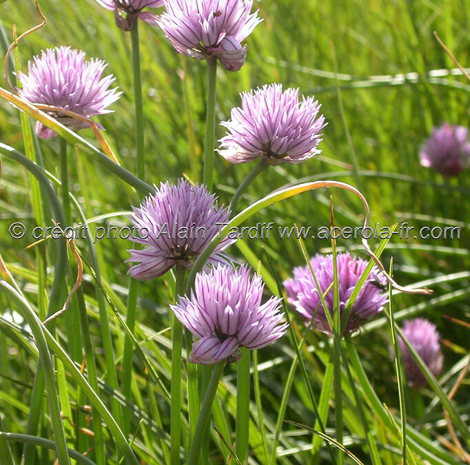 Allium schoenoprasum – ciboulette sauvage