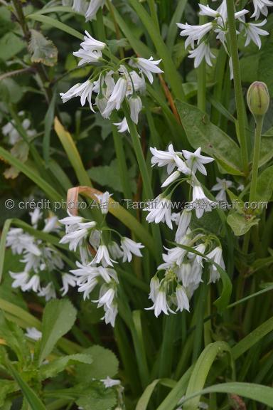 Allium triquetrum – ail à trois angles