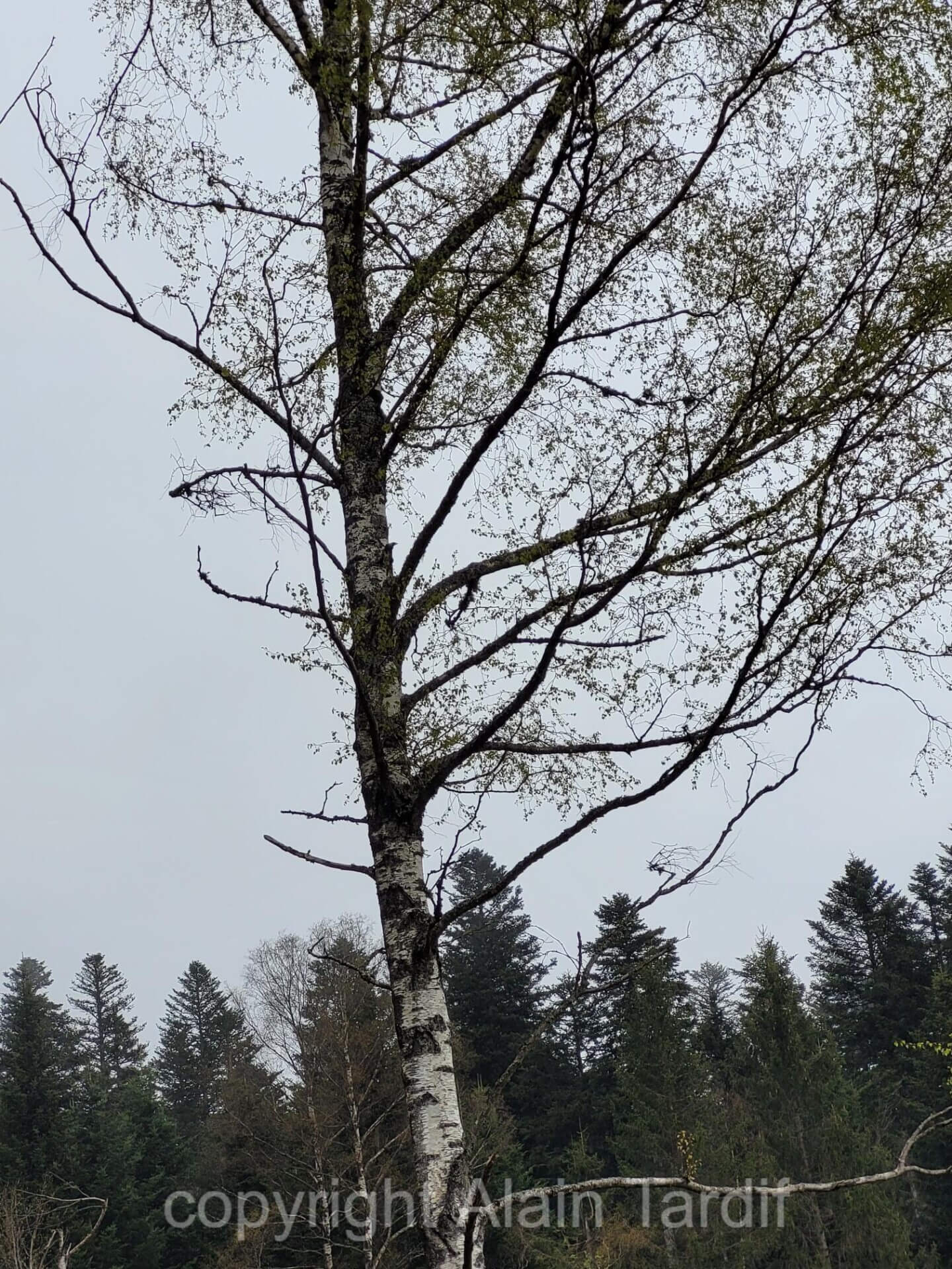 Betula alba 3 bouleau blanc