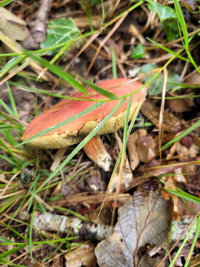 Boletus cramesinus bolet cramoisi