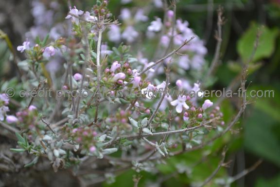 Thymus vulgaris 2 thym vulgaire