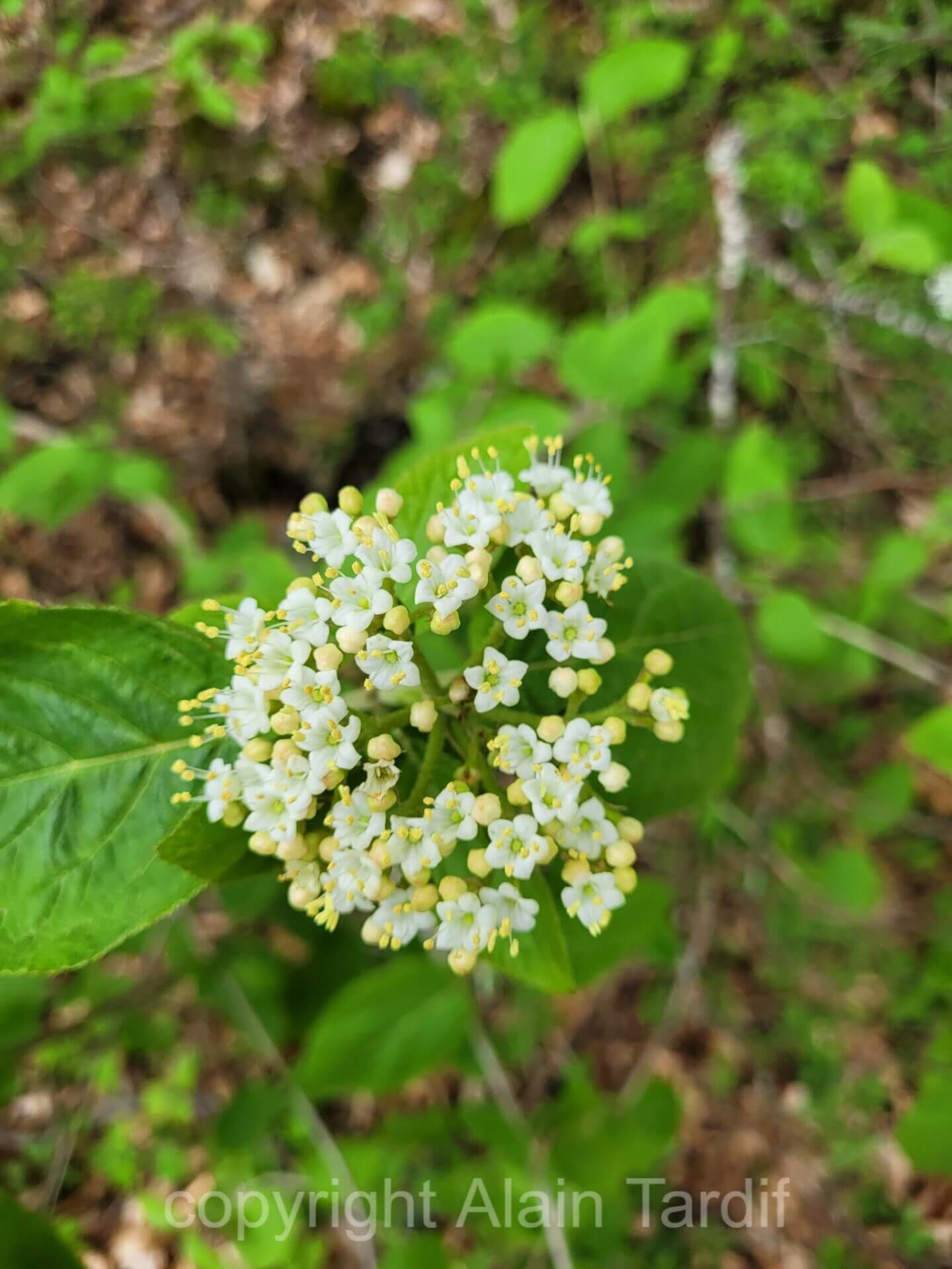 Viburnum lantana 6 viorne lantane