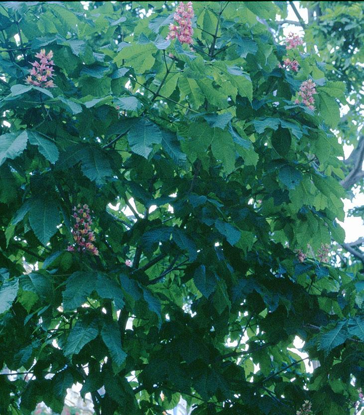 Aesculus carnea 2 le marronnier rouge ou red chestnut