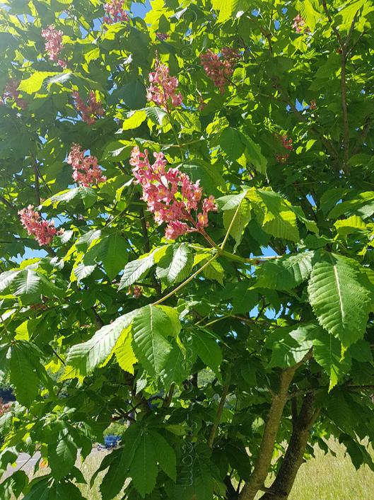 Aesculus carnea marronnier rouge