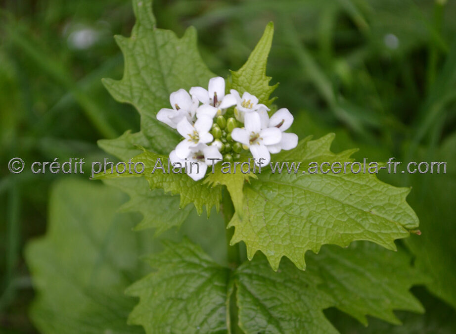 Alliaria officinalis – alliaire officinale