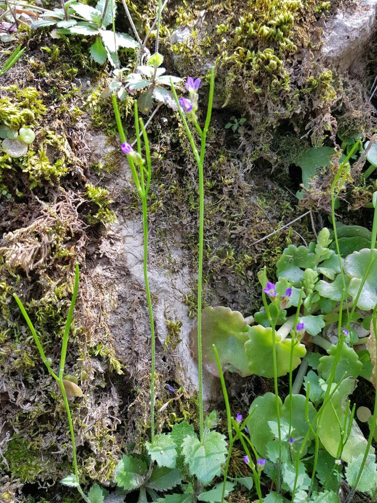 Arabis verna 2 arabette du printemps