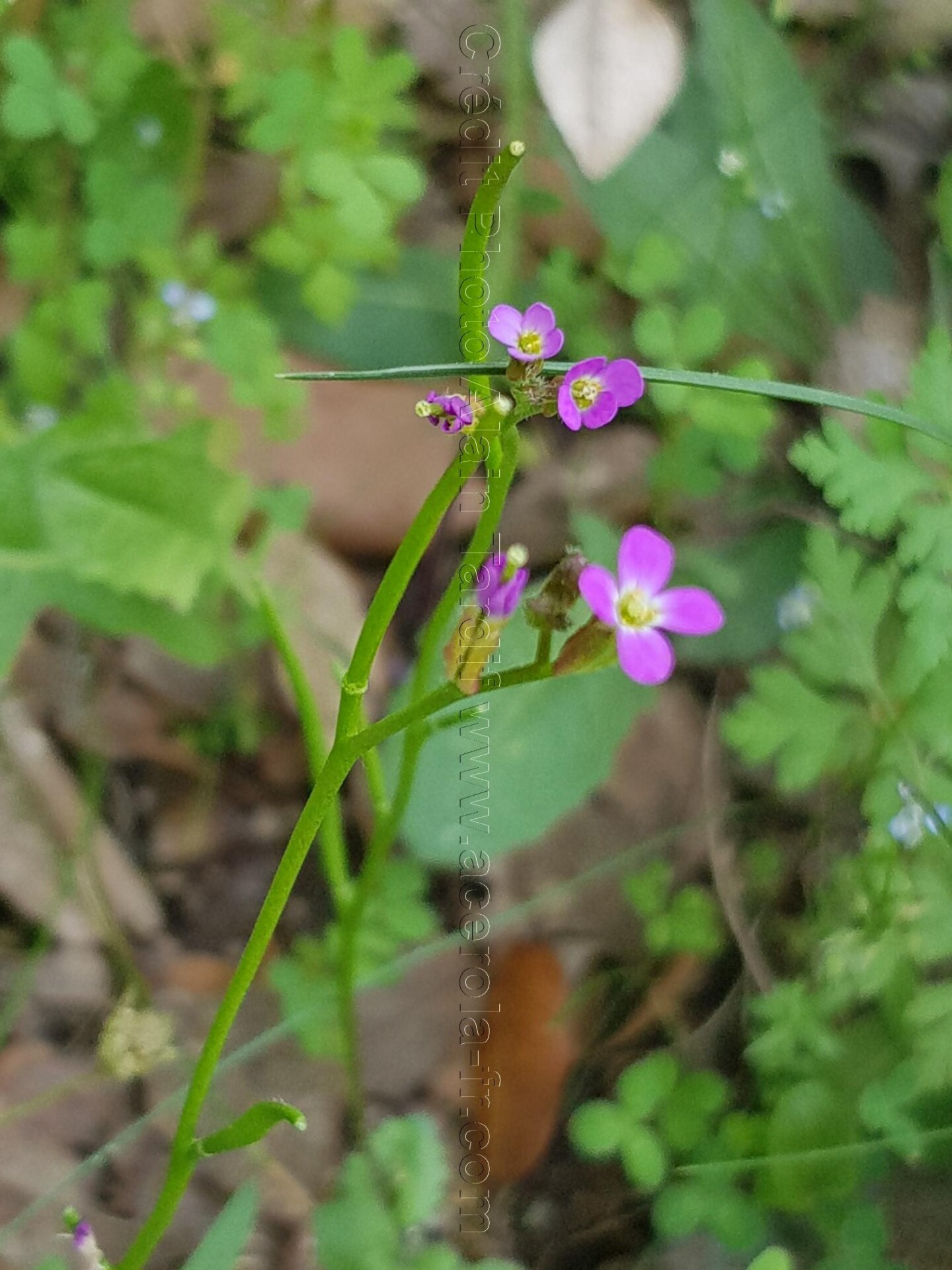 Arabis verna 3 arabette du printemps