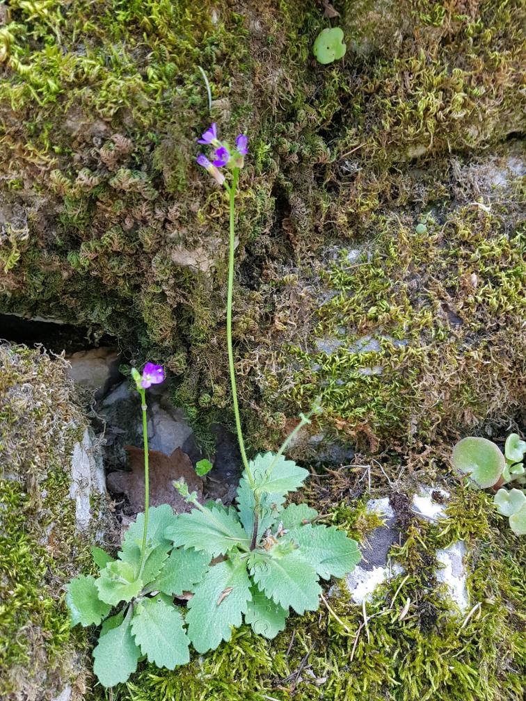 Arabis verna arabette du printemps