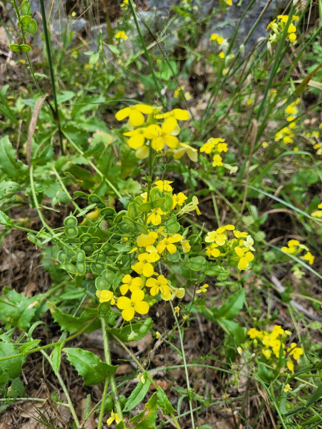 Biscutella cichoriifolia biscutelle à feuilles de chicorée