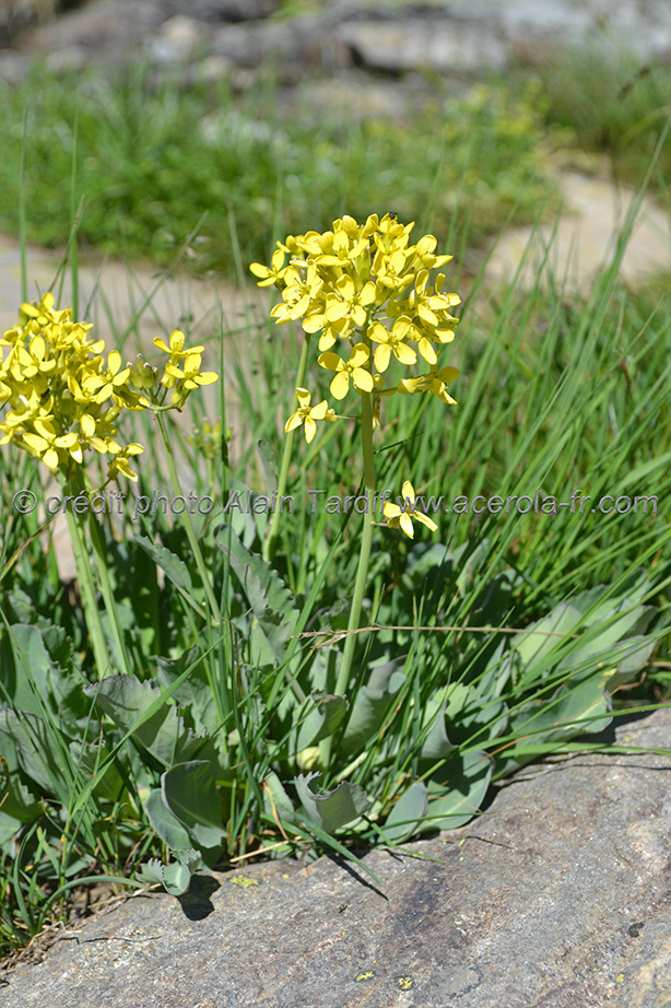 Brassica richeri chou de Richer
