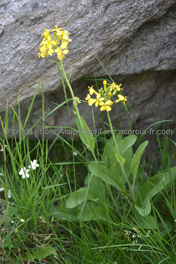 Brassica richeri 2 le chou de Richer