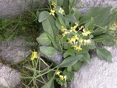 Brassica richerii le chou de Richer