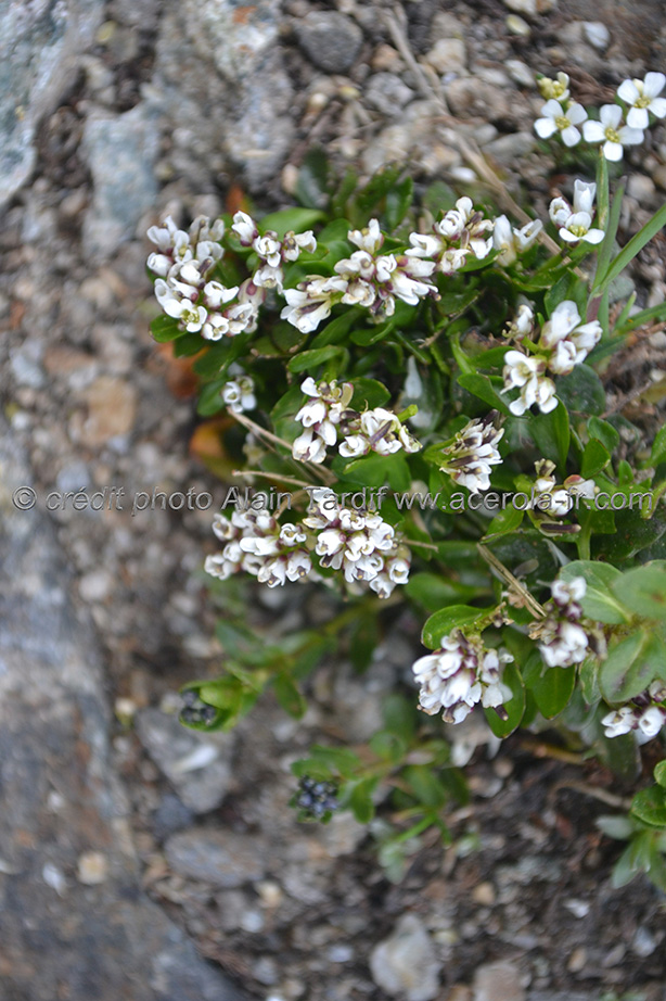 Cardamine alpina cardamine des Alpes