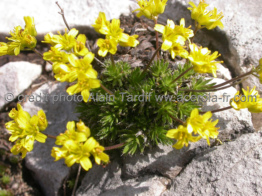 Draba aizoides 3 drave faux aïzoon