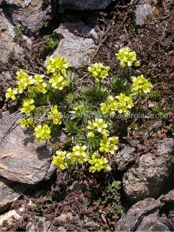 Draba aizoides2 drave faux aïzoon