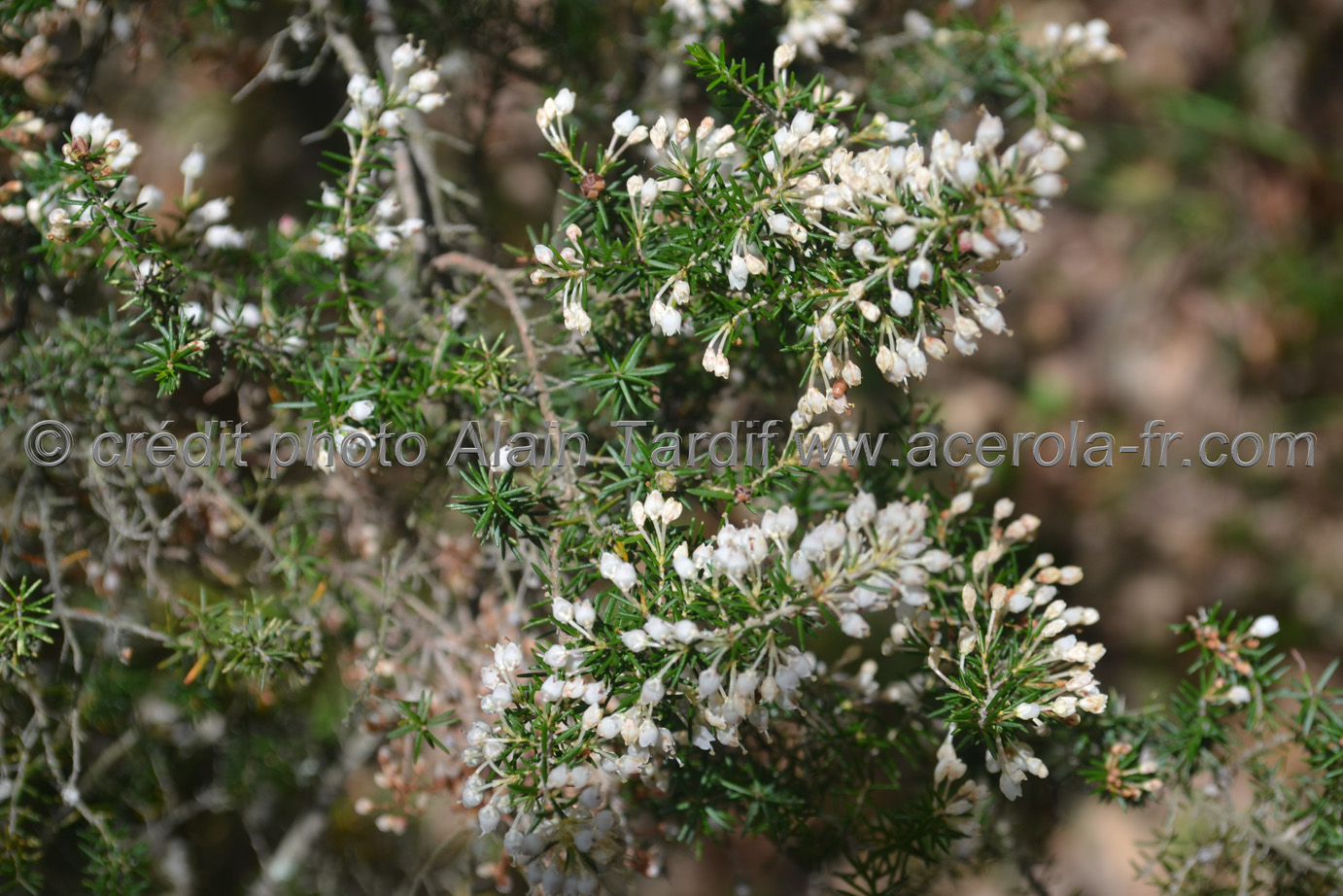 Erica arborea 3 bruyère arborescente