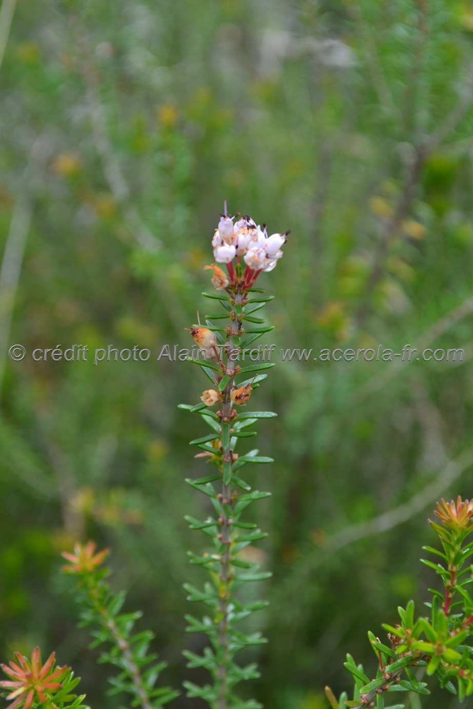 Erica arborea 5 bruyère arborescente