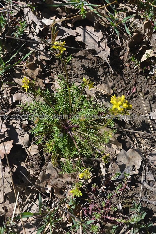 Erucastrum nasturtiifolium érucastre à feuilles de cresson