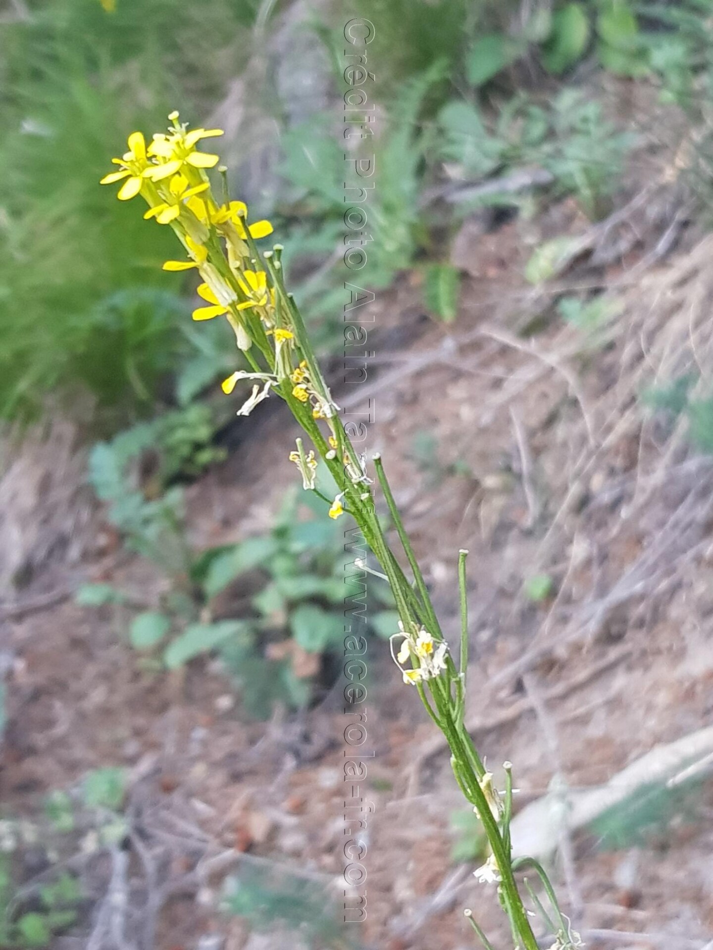 Erysimum virgatum vélar en baguette