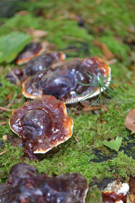 Ganoderma lucidum 2 ganoderme luisant ou reishi