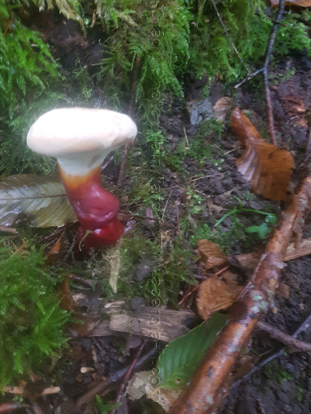 Ganoderma lucidum 3 ganoderme luisant ou reishi