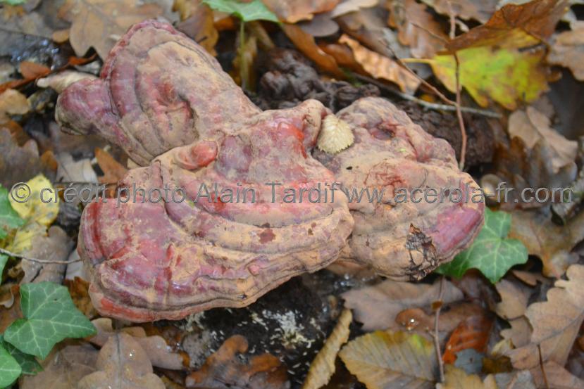 Ganoderma lucidum bis ganoderme luisant ou reishi