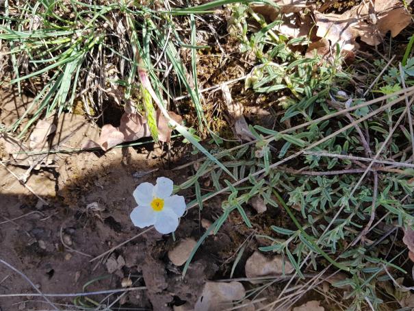 helianthemum polifolium – hélianthème à feuilles de polium