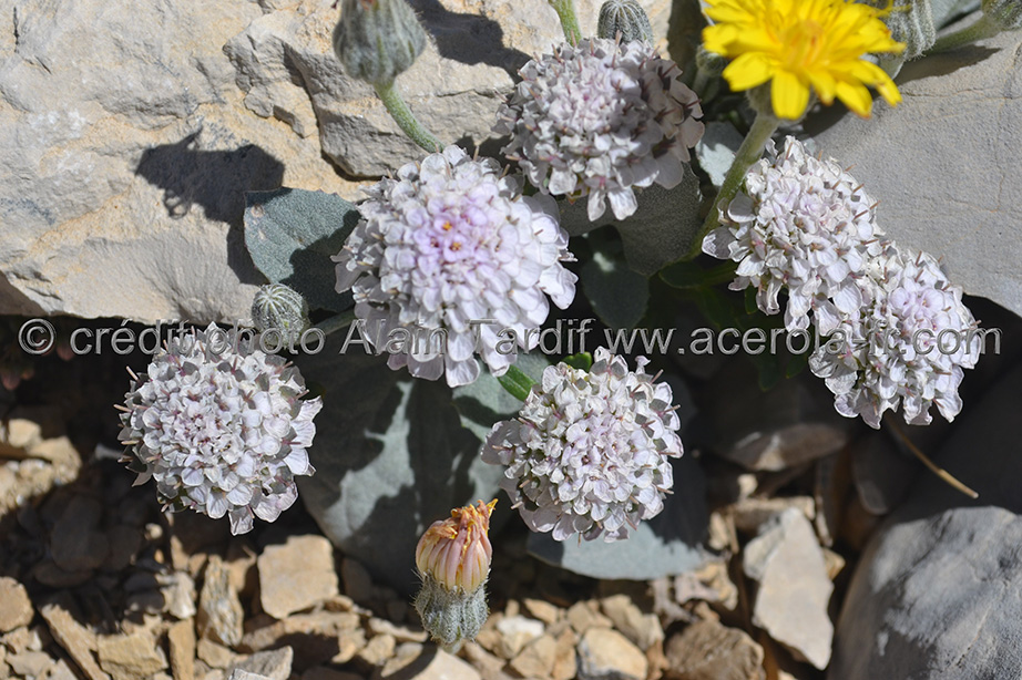 Iberis aurosica ibéris du Mont Aurouse