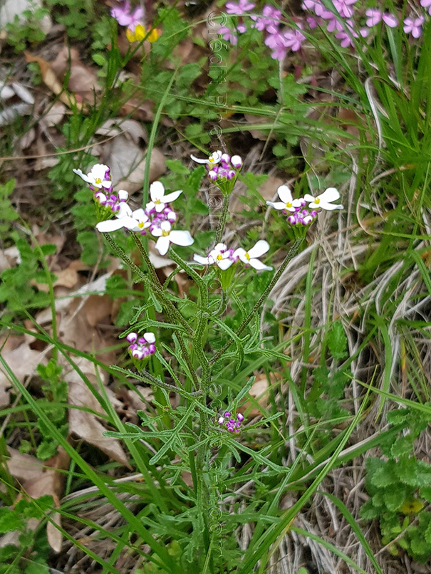 Iberis pinnata 2 ibéris penné