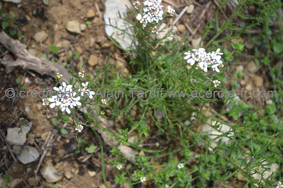 Iberis pinnata ibéris penné